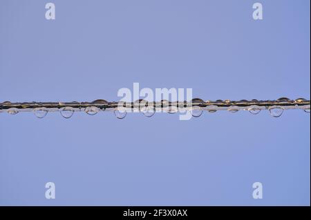 Belle vue rapprochée du fil de la ligne de vêtements avec gouttes de pluie le matin. Difficile à sécher, Dublin, Irlande Banque D'Images