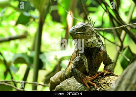 Iguane verte (iguana iguana), également connue sous le nom d'iguane américaine ou d'iguane verte commune dans un arbre. Valle del Cauca, Colombie Banque D'Images