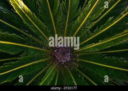 Palmier sagou (Cycas Revoluta), de près, remplissant le cadre, ensoleillé. Banque D'Images