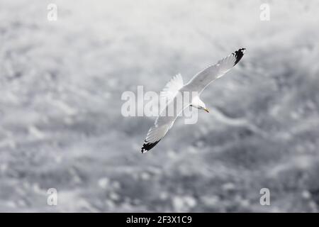 Goéland argenté - en vol au-dessus de l'algue Larus argentatus Orkney Mainland BI020013 Banque D'Images