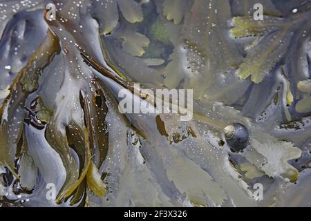 Periwinkle comestible sur râtelier denté algues dans la marée poolLittorina littorea Et Fucus serratus tête brute Orkney Mainland IN000900 Banque D'Images