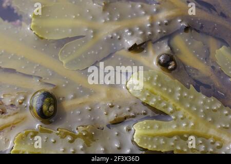 Periwinkle comestible sur râtelier denté algues dans la marée poolLittorina littorea Et Fucus serratus tête brute Orkney Mainland IN000902 Banque D'Images