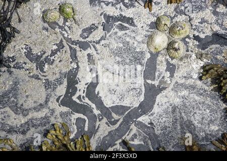 Animaux de compagnie communs - montrant des chemins d'alimentation sur des roches à faible tidePatella vulgata Barray, Orkney IN000911 Banque D'Images