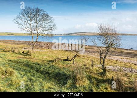 Tard dans la soirée, lumière du soleil sur les arbres qui poussent sur la rive du lac Colliford, sur la Moor Bodmin, dans les Cornouailles. Banque D'Images
