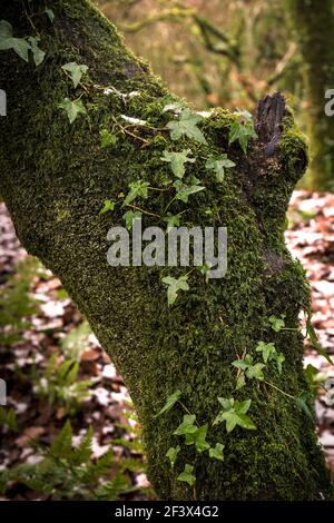 Lierre commune - Hydra Helix - croissant sur un tronc d'arbre couvert de mousse dans le bois de Draynes et dans les bois anciens de Cornouailles. Banque D'Images