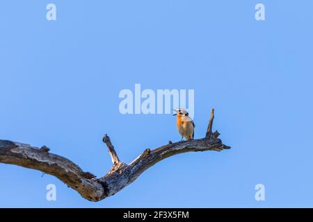 Chant Whinchat oiseau perché sur une branche d'arbre au printemps Banque D'Images