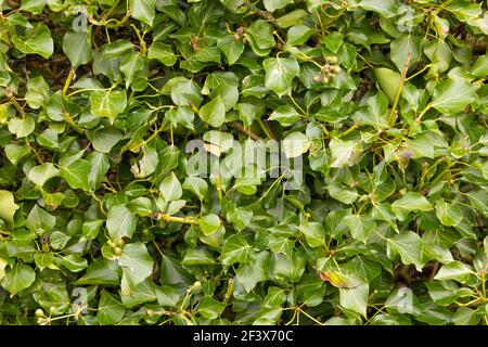 Gros plan d'un Bush d'Ivy. Arrière-plan. Hertfordshire. ROYAUME-UNI Banque D'Images