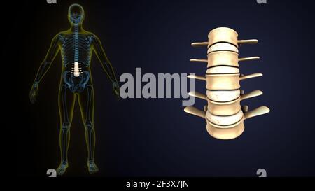 illustration 3d de l'anatomie osseuse des vertèbres lombaires du squelette humain. Banque D'Images