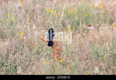 Brewer's Blackbird 28 juin 2020 Custer State Park, Dakota du Sud Banque D'Images