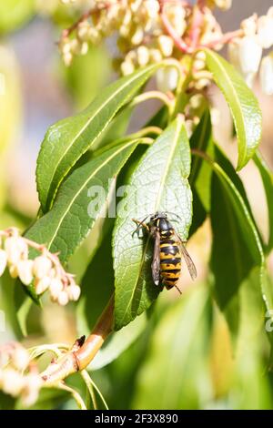 Guêpe commune (vespula vulgaris) Reine se nettoyant sur l'arbuste Pieris Japonica après avoir émergé de l'hibernation sur un chaud Mars jour - Ecosse, Royaume-Uni Banque D'Images