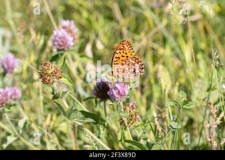 Great Spangled Fritillary - Speyeria cybele 28 juin 2020 Custer State Park, Dakota du Sud Banque D'Images