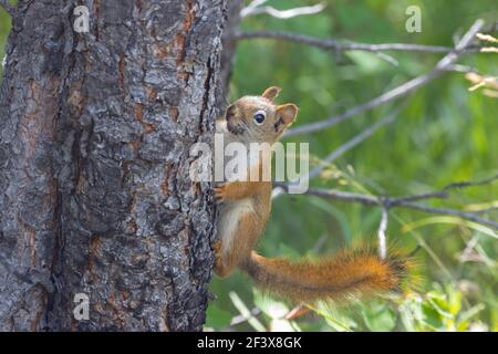 Écureuil du pin - Tamiasciurus hudsonicus dakotensis 28 juin 2020 Parc national Custer, Dakota du Sud Banque D'Images