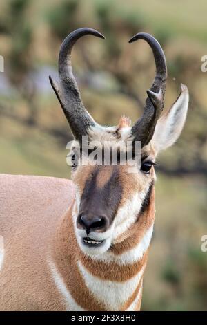 Pronghorn 1er septembre 2018 Custer State Park, Dakota du Sud Banque D'Images