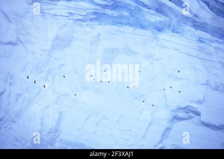 Pintado ou Cape Petrel - Flock en vol près de icebergDaption Îles Orney du Sud de la Casense Antarctique BI007441 Banque D'Images