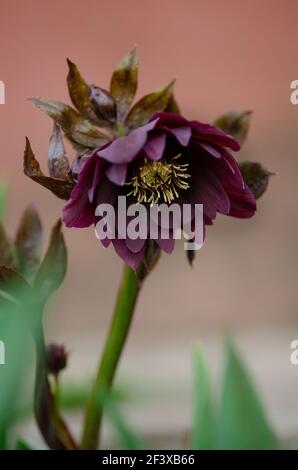 Hellebore Helleborus orientalis Queens hybrides doubles rouges ou hellebore noir poussant dans le jardin de printemps. Rose de Noël ou fleurs de printemps hellebore Banque D'Images