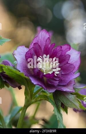 Un chellebore violet bordeaux ou une rose lenten fleurir dans le jardin. Hellébores Double Crown Rose Bloom. Banque D'Images