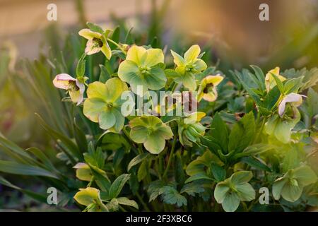 Photo macro hellebore jaune Dame avec gouttes de pluie pousse dans le jardin. La floraison printanière précoce s'est élevée comme des fleurs d'hellebore. Doubles alésages à double fleur va Banque D'Images