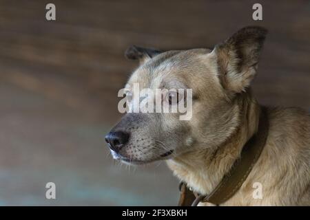 Chien Mongrel curieux regardant avec des yeux énormes. Belle photo de chien mongrel. Joli chien bicolore rouge clair et blanc. Rouge clair avec blanc - une sorte de bicol Banque D'Images