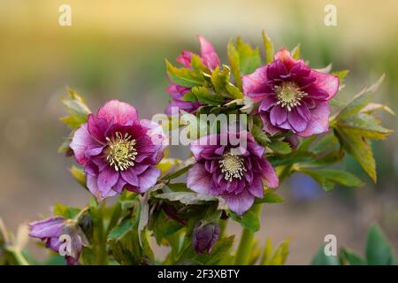 Renten rose Double Ellen Picotee qui notent naturellement. Plante Evergreen hellebore rose fleur ou lenten rose. Banque D'Images