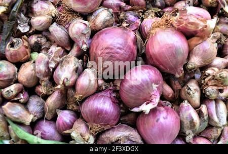 Vue rapprochée des oignons rouges indiens depuis la ferme agricole. Banque D'Images