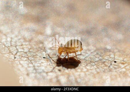 Dicyrtomina ornata sur les feuilles mortes Banque D'Images