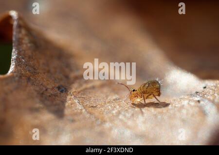 Dicyrtomina ornata sur les feuilles mortes Banque D'Images