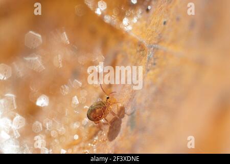 Dicyrtomina ornata sur les feuilles mortes Banque D'Images