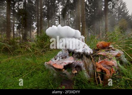 Un champignon moldy, une morsure à Freckled, qui pousse sur un tronc d'arbre pourri dans une forêt Banque D'Images