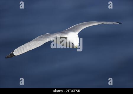Kittiwake - in FlightLarus tridactyla Fowlsheugh RSPB Reserve Grampian, Royaume-Uni BI010085 Banque D'Images