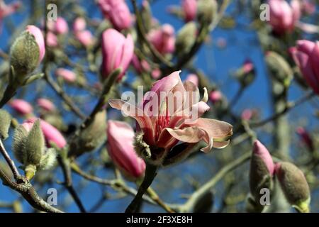 Une fleur de magnolia rose entourée de bourgeons photographiés Contre un ciel bleu début mars Banque D'Images