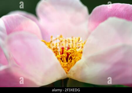 Photo macro de pivoine rose pâle; les pétales profondément lobés embrassent les étamines jaunes tentaclées Banque D'Images