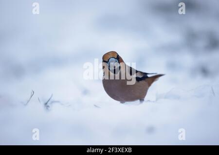 Hawfinch Coccothrautes coccothrautes en hiver Banque D'Images