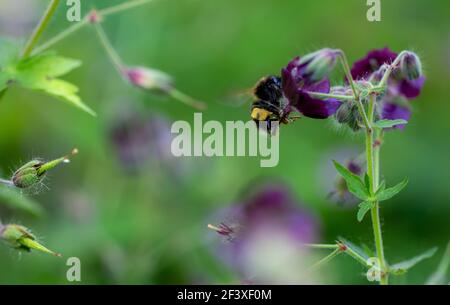 Pollinisateur bourdon avec grand pollen jaune orange à la jambe se nourrissant sur une fleur pourpre de Geranium phaeum - dusky grue-facture, pleurant veuve. Banque D'Images