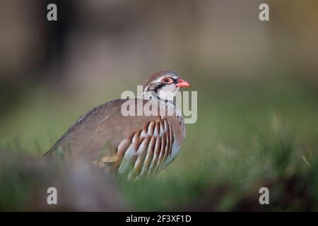 Partridge à pattes rouges Alectoris rufa en vue rapprochée Banque D'Images