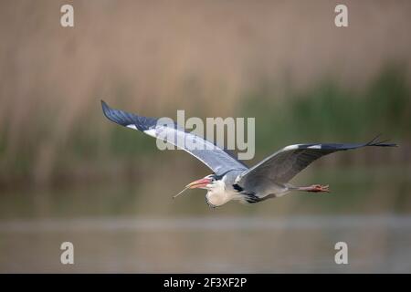 Grrey Heron Ardea cinerea volant avec la branche pour construire un nid Banque D'Images