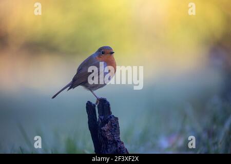 Commun Robin erithacus rubecula perché sur une branche Banque D'Images