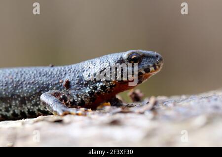 Commune de Newt Lissotriton vulgaris au début du printemps Banque D'Images