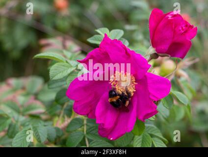 Fleur rose de la rose de plage (Rosa rugosa) avec bourdon à queue de chamois - bourdon de grande terre. Plante typique de Dunes. Europe, Asie, Amérique du Nord. Banque D'Images