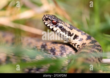 Vipera berus Adder européen commun en gros plan Banque D'Images