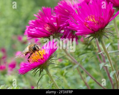 Mouche à tête commune (Eristalis tenax) sur les fleurs rose vif d'Aster dans le jardin. Espèce cosmopolite migratoire commune de vol stationnaire. Banque D'Images