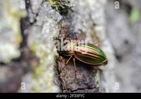 Le coléoptère du sol Carabus auratus se nourrissant de sève Banque D'Images