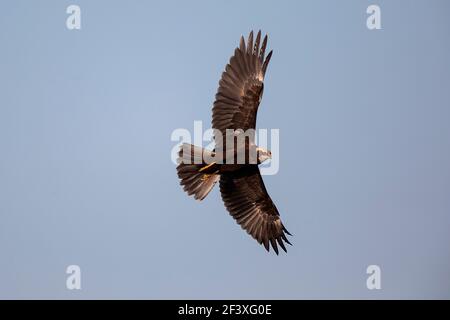 Marsh Harrier Circus aeruginosus en vol avec des ailes complètement écarlées Banque D'Images