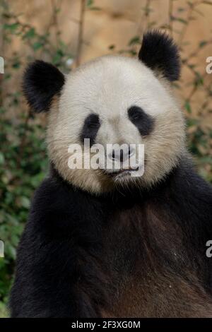Panda géant portrait Banque D'Images