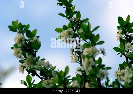 Cerisiers en fleurs sur une branche de printemps, Russie Banque D'Images