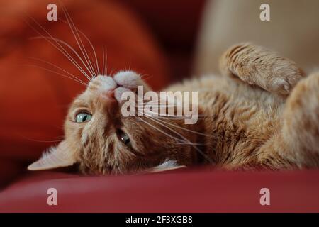 Adorable Ginger Tabby Cat sur un canapé rouge avec ses yeux verts ouverts. Un joli chat orange se trouve sur le canapé à l'intérieur. Banque D'Images