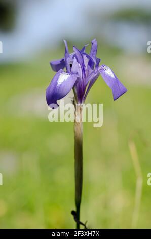 Iris en gros plan de Crète, Grèce au début du printemps Banque D'Images