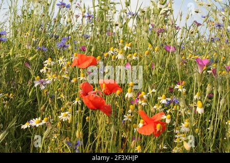 un groupe de différentes fleurs sauvages comme le pavot, le cornflower et la camomille dans une marge de champ dans la campagne hollandaise en été Banque D'Images