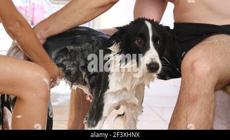 MARILIA, BRÉSIL, AMÉRIQUE DU SUD, FÉVRIER 22, 2021. Border Collie. Un jeune couple se baigne dans un chien Border Collie avec un tuyau d'eau dans l'arrière-cour de la maison en quaranti Banque D'Images