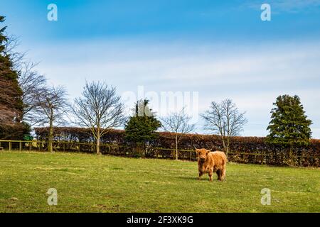 Taureau de vache brun des Highlands avec de grandes cornes dans un champ par une journée ensoleillée au ciel bleu, Écosse, Royaume-Uni Banque D'Images