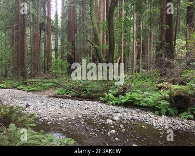 Les séquoias géants et les fougères à Muir Woods, Californie, États-Unis Banque D'Images